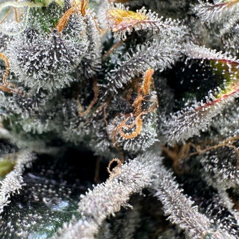 CxLAZ #24 37.13g growlog timeline photo