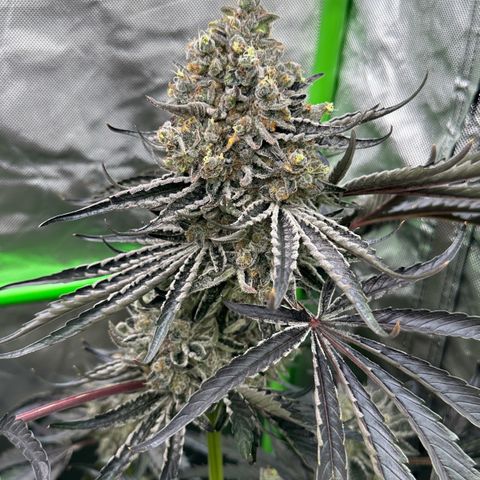 CxLAZ #24 37.13g growlog timeline photo