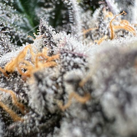 CxLAZ #31 58.75g growlog timeline photo