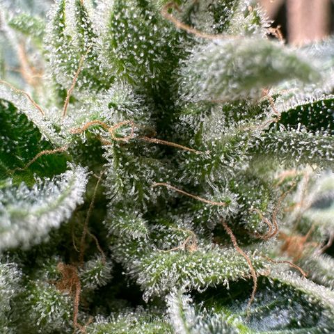 CxLAZ #06 growlog photo: Bent branch bad so cut off bud and hung to dry.