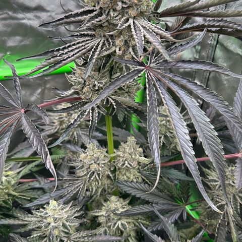 CxLAZ #24 37.13g growlog timeline photo