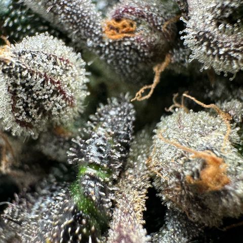 Misc x (LA Kush x Zkittles) #33 19.08g growlog timeline photo