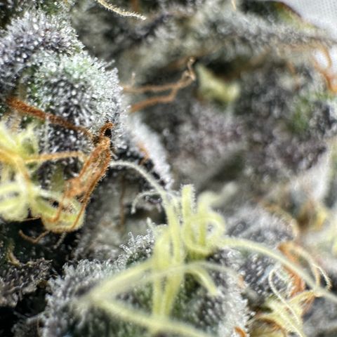 CxLAZ #24 37.13g growlog timeline photo