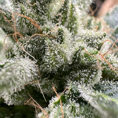CxLAZ #06 growlog photo: Bent branch bad so cut off bud and hung to dry.