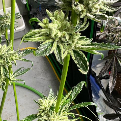 Misc x (LA Kush x Zkittles) #26 60.7g growlog photo: Harvest day