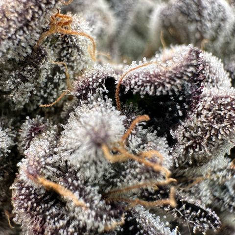 Misc x (LA Kush x Zkittles) #10 growlog timeline photo