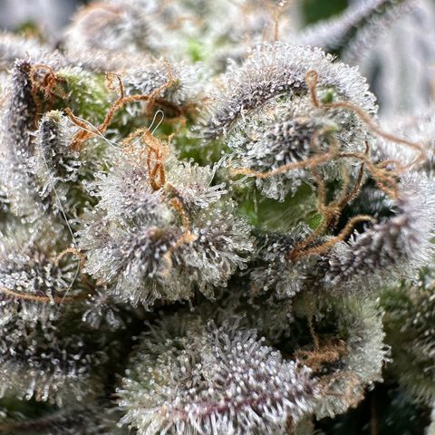 Misc x (LA Kush x Zkittles) #26 60.7g growlog timeline photo