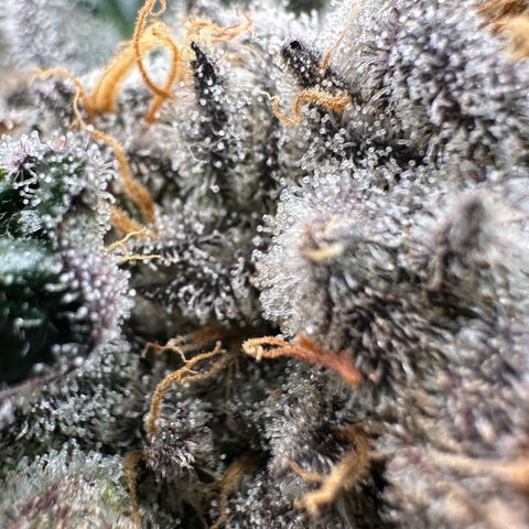 CxLAZ #31 58.75g growlog timeline photo