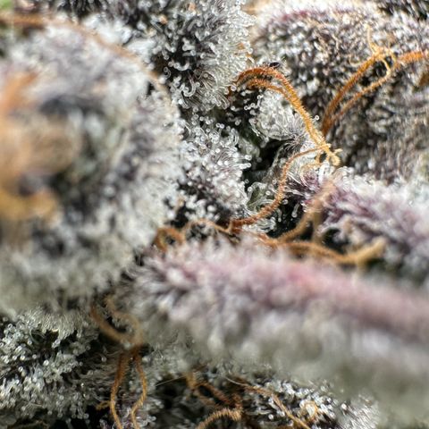 Misc x (LA Kush x Zkittles) #34 15.68g growlog timeline photo