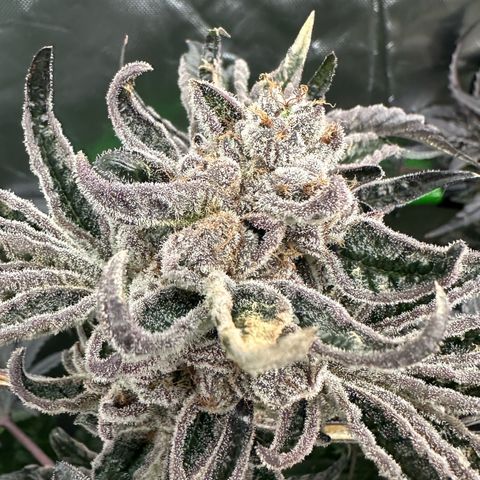 CxLAZ #16 50.72g growlog timeline photo