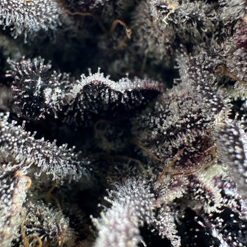 Misc x (LA Kush x Zkittles) #22 34.14g growlog timeline photo