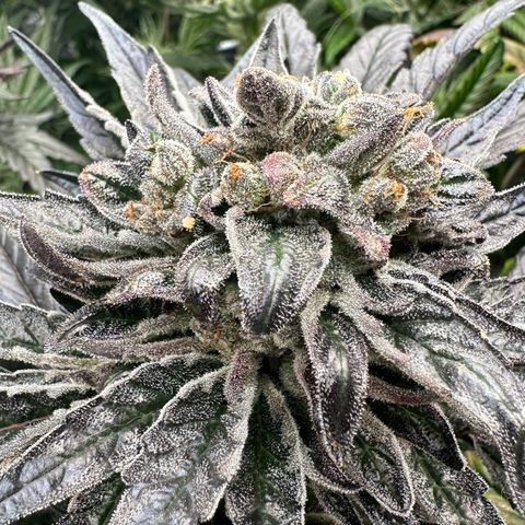 CxLAZ #16 50.72g growlog timeline photo
