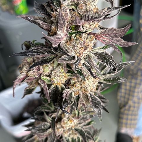 Misc x (LA Kush x Zkittles) #37 42.26g growlog photo: Harvest day