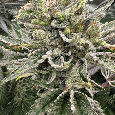 CxLAZ #16 50.72g growlog timeline photo