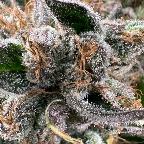 CxLAZ #14 53.59g growlog timeline photo