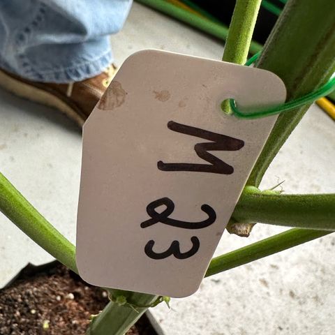 Misc x (LA Kush x Zkittles) #23 28.19g growlog photo: Harvest day