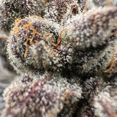 CxLAZ #16 50.72g growlog timeline photo