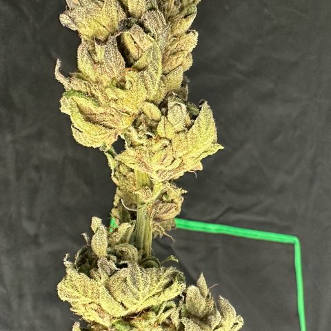 Misc x (LA Kush x Zkittles) #05 growlog timeline photo