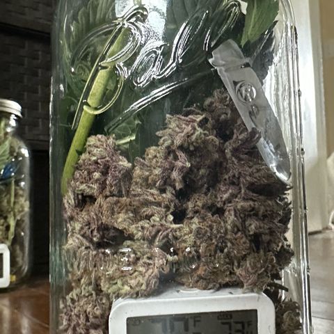 Misc x (LA Kush x Zkittles) #37 42.26g growlog photo: Curing