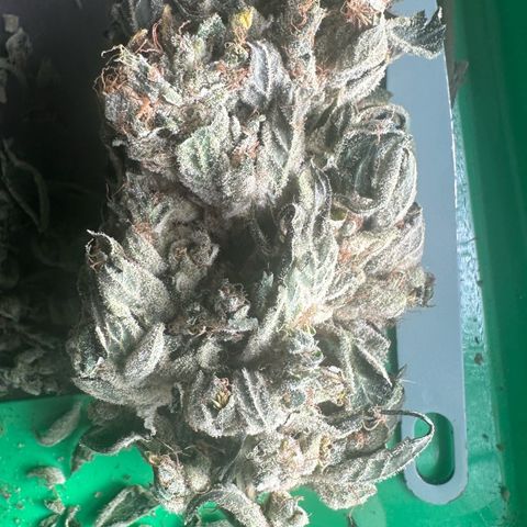 Misc x (LA Kush x Zkittles) #08 growlog timeline photo