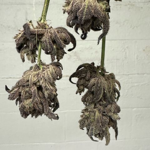 Misc x (LA Kush x Zkittles) #22 34.14g growlog photo: Moved to plastic bag