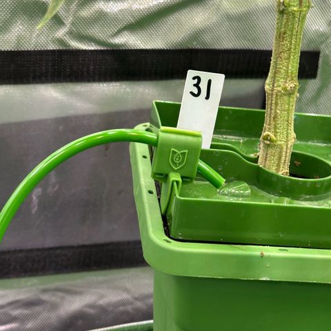 CxLAZ #31 C growlog timeline photo