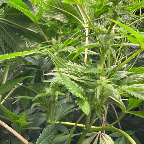 Fuel D.OG #1 Female 47.36g growlog timeline photo