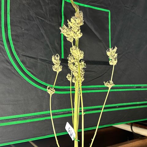 Misc x (LA Kush x Zkittles) #05 growlog timeline photo