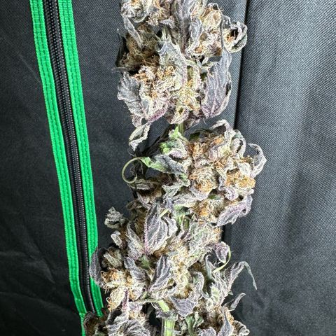 Misc x (LA Kush x Zkittles) #37 42.26g growlog photo: Moved to plastic bag