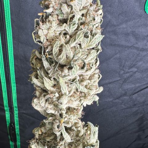CxLAZ #15 52g growlog photo: Moved to plastic bag