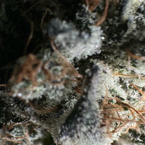 CxLAZ #24 37.13g growlog timeline photo