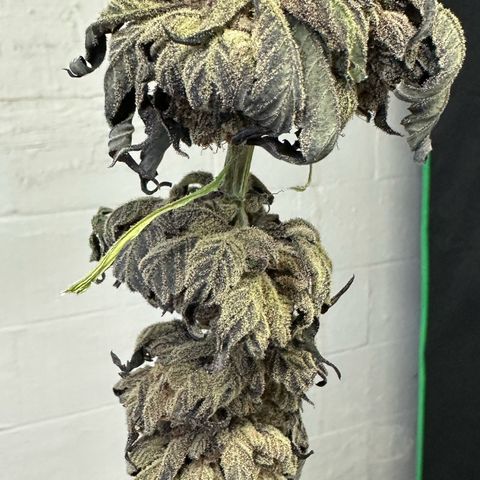 Misc x (LA Kush x Zkittles) #27 33.12g growlog photo: Moved to plastic bag