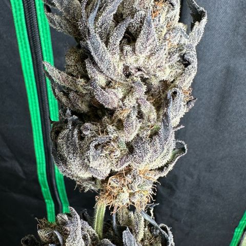 Misc x (LA Kush x Zkittles) #22 34.14g growlog photo: Moved to plastic bag