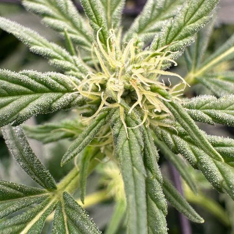 Fuel D.OG #1 Female 47.36g growlog timeline photo