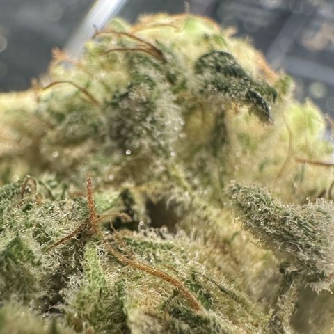 CxLAZ #15 52g growlog photo: Trim and put in grove bag, kind of dry.