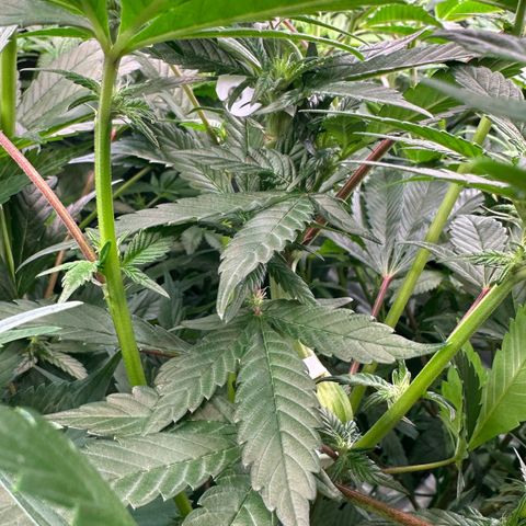 MiscxLAZ #29 C growlog timeline photo