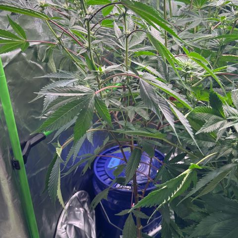 CxLAZ #03 C #1 58.58g growlog timeline photo