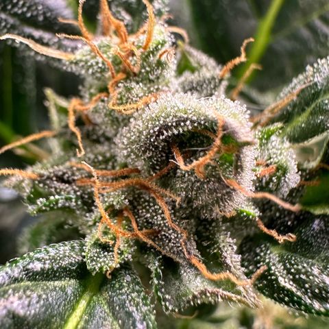 Auto Think Different  #3 growlog timeline photo