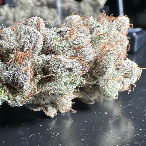 Misc x (LA Kush x Zkittles) #34 15.68g growlog timeline photo