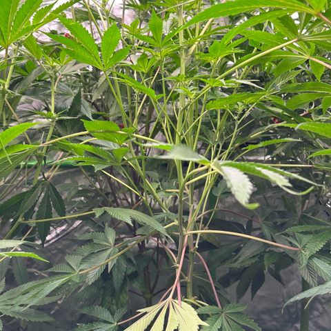 MiscxLAZ #37 C growlog timeline photo