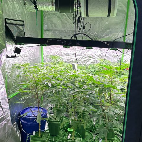 Fuel D.OG #1 Female 47.36g growlog timeline photo