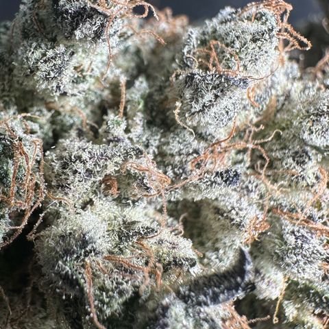 CxLAZ #24 37.13g growlog timeline photo