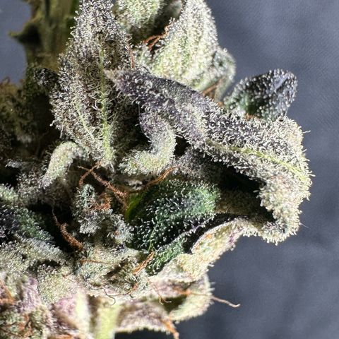 Misc x (LA Kush x Zkittles) #05 growlog timeline photo