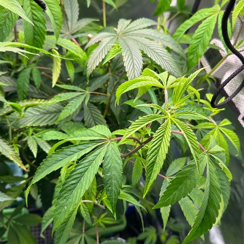 MiscxLAZ #26 C #2 growlog timeline photo