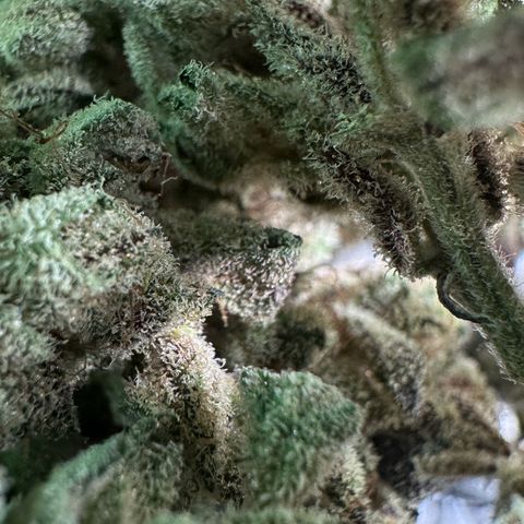 Misc x (LA Kush x Zkittles) #28 13.53g growlog timeline photo