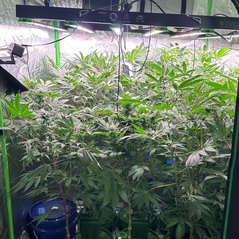 Fuel D.OG #1 Female 47.36g growlog timeline photo