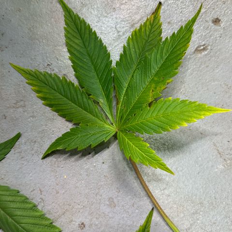 Fuel D.OG #1 Female 47.36g growlog photo: Some lower leaves started falling off