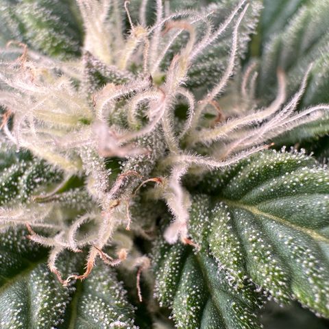 Fuel D.OG #2 Female 49.44g M growlog timeline photo
