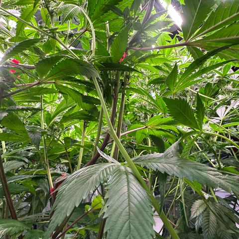 MiscxLAZ 5-4 34.63g growlog timeline photo