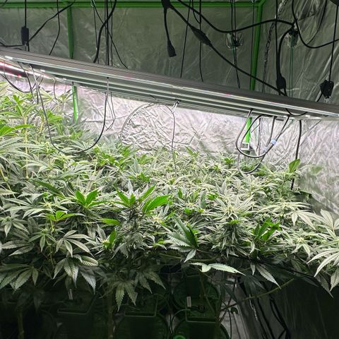 Fuel D.OG #1 Female 47.36g growlog timeline photo